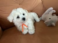 Łusia Vel Miffy - 8 tygodni